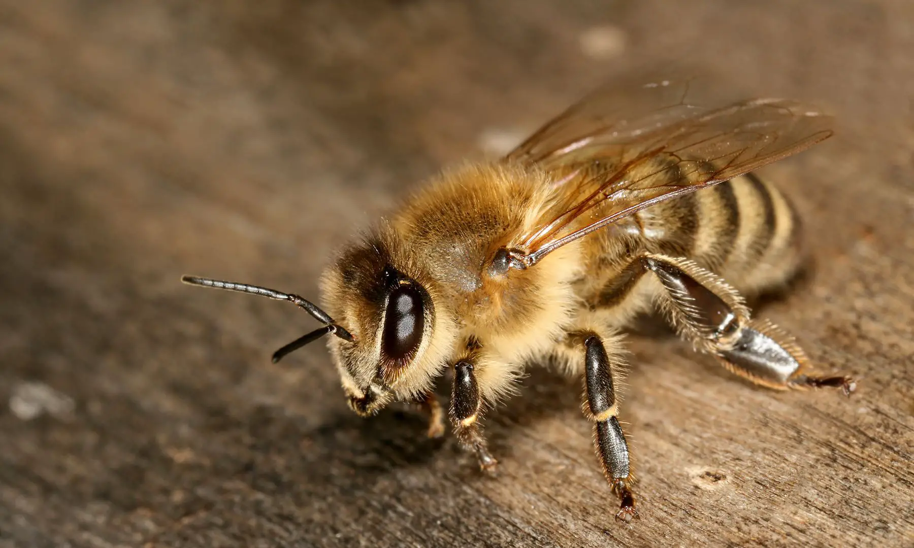 How to Make Honey - Honey Jar