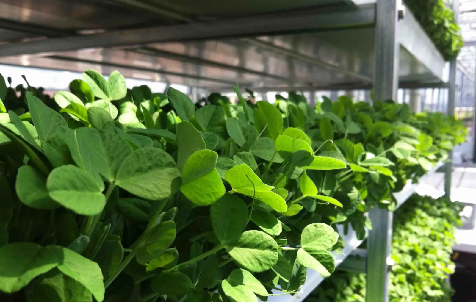 TAG Level - Mini Greenhouse