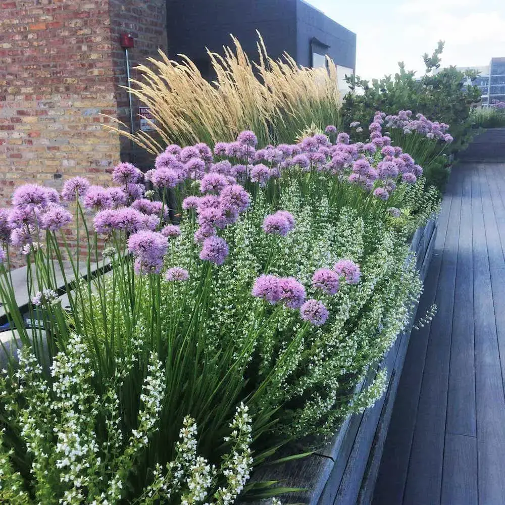 TAG Level - Green Roof - Mixed Height & Texture Plants