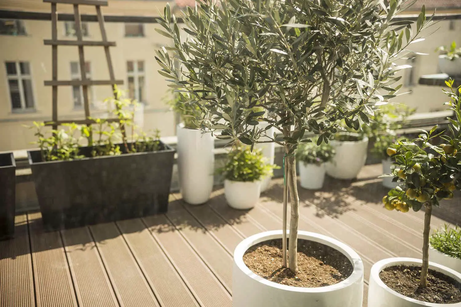 TAG Level - Green Roof - Potted Plants