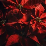 How Often to Water Poinsettias - TAGLEVEL