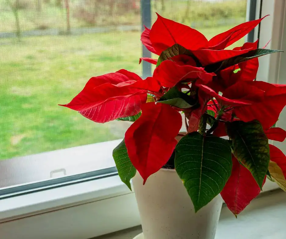How Often to Water Poinsettias - TAGLEVEL
