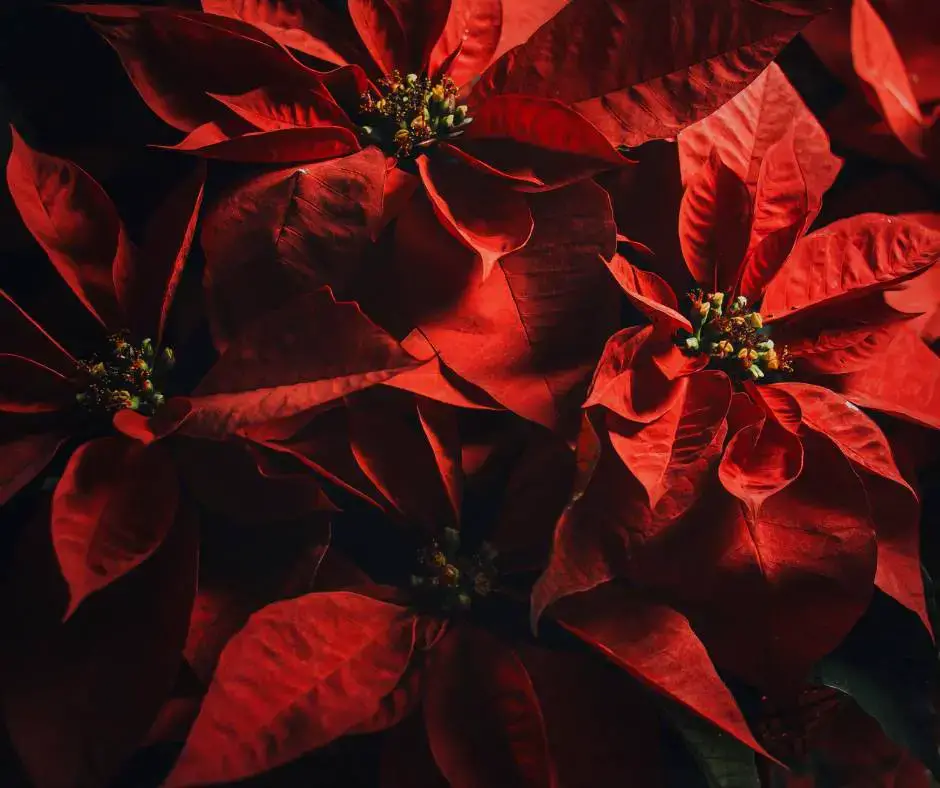 How Often to Water Poinsettias - TAGLEVEL