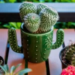 How long does a cactus live - TAGLEVEL