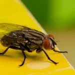 How Long Does a Housefly Live - TAGLEVEL