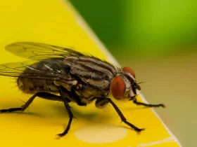 How Long Does a Housefly Live - TAGLEVEL