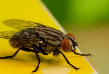 How Long Does a Housefly Live - TAGLEVEL