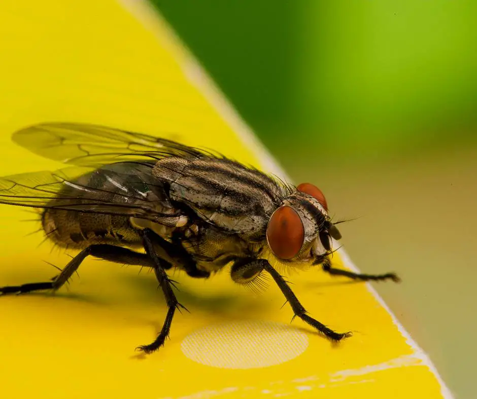 How Long Does a Housefly Live - TAGLEVEL