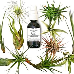 12 Pcs Tillandsia Air Plant Lot/Kit Includes 11 Plants and 1 Bottle of Organic Air Plant Fertilizer Food/Plus Gifting Box